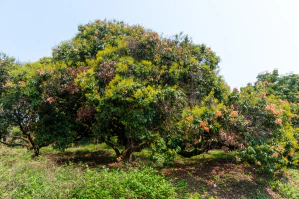 Личи китайское (Litchi chinensis)