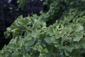 Гинкго двулопастный (Ginkgo biloba)