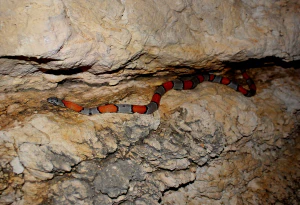 Горная королевская змея (Lampropeltis alterna)