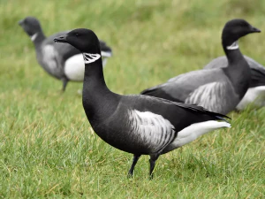 Американская чёрная казарка (Branta bernicla subsp. nigricans)