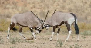 Обыкновенные ориксы (Oryx gazella). Территориальное поведение
