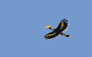 Калао (Buceros bicornis) в полёте