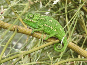 Обыкновенный хамелеон (Chamaeleo chamaeleon)