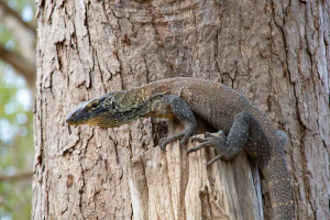 Комодский варан (Varanus komodoensis). Общий вид