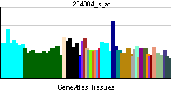 PBB GE HUS1 204884 s at tn.png