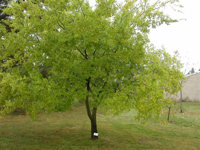 Вяз мелколистный (низкий)