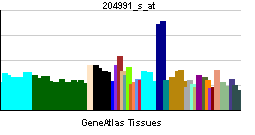 PBB GE NF2 204991 s at tn.png