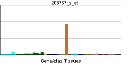 PBB GE STS 203767 s at tn.png