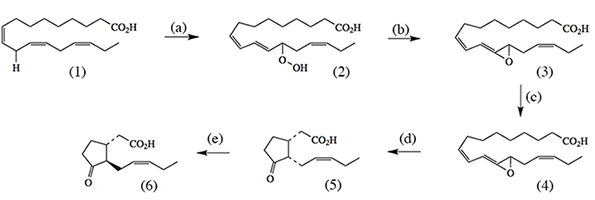 JasmonicAcidBiosynthesis.png