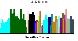 PBB GE LMNA 214213 x at tn.png
