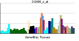 PBB GE LMNA 212086 x at tn.png