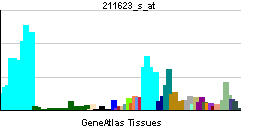 PBB GE FBL 211623 s at tn.png