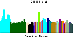 PBB GE HNF4A 216889 s at tn.png