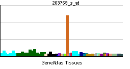 PBB GE STS 203769 s at tn.png