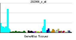 PBB GE NBN 202906 s at tn.png