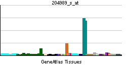 PBB GE ITGB4 204989 s at tn.png