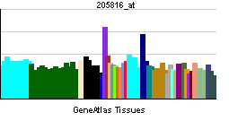 PBB GE ITGB8 205816 at tn.png
