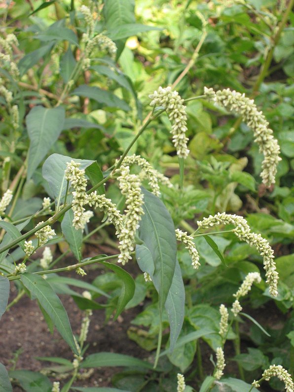 Горец шероховатый (Горец бледный, Горец седой, Горлец шероховатый, Персикария шероховатая)