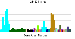 PBB GE RAD17 211228 s at tn.png