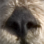 Kalan's nose.jpg