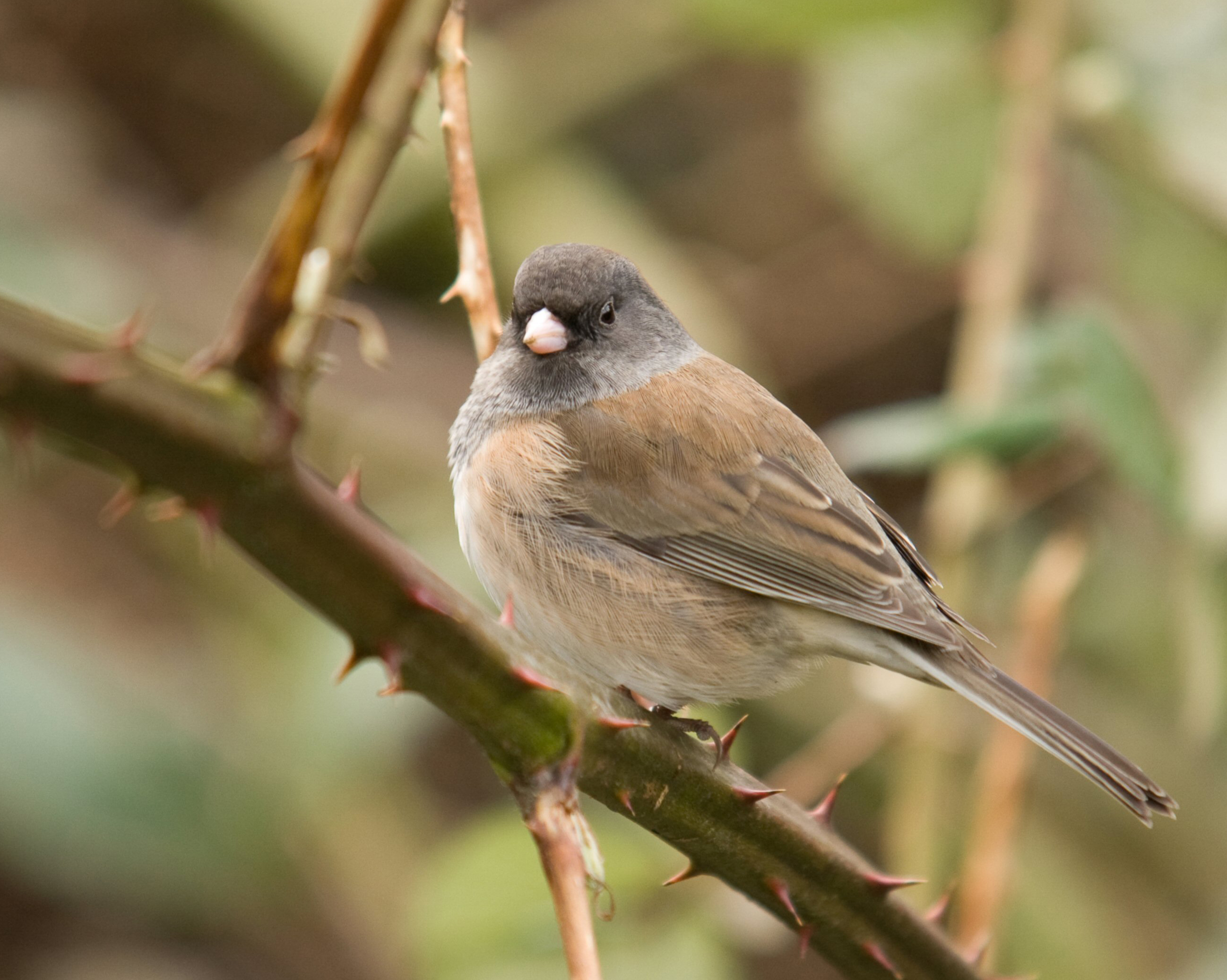 Серый юнко