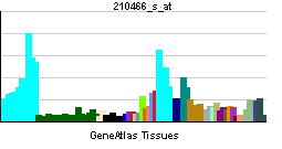 PBB GE SERBP1 210466 s at tn.png