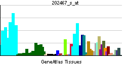 PBB GE COPS2 202467 s at tn.png