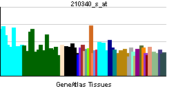 PBB GE CSF2RA 210340 s at tn.png
