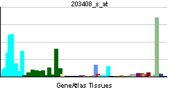 PBB GE SATB1 203408 s at tn.png