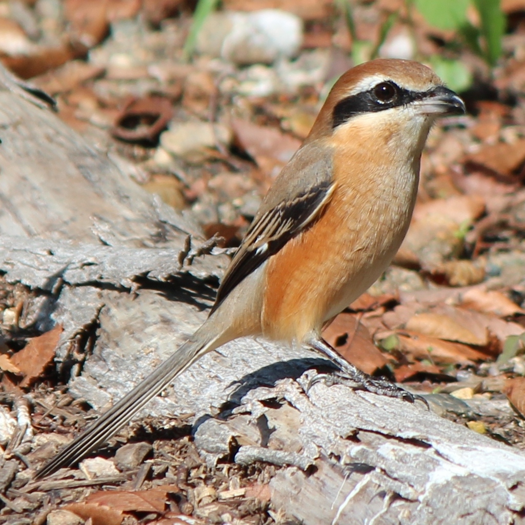 Японский сорокопут