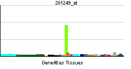 PBB GE SLC2A1 201249 at tn.png