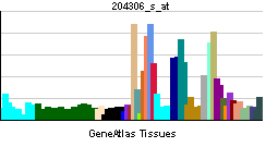PBB GE CD151 204306 s at tn.png