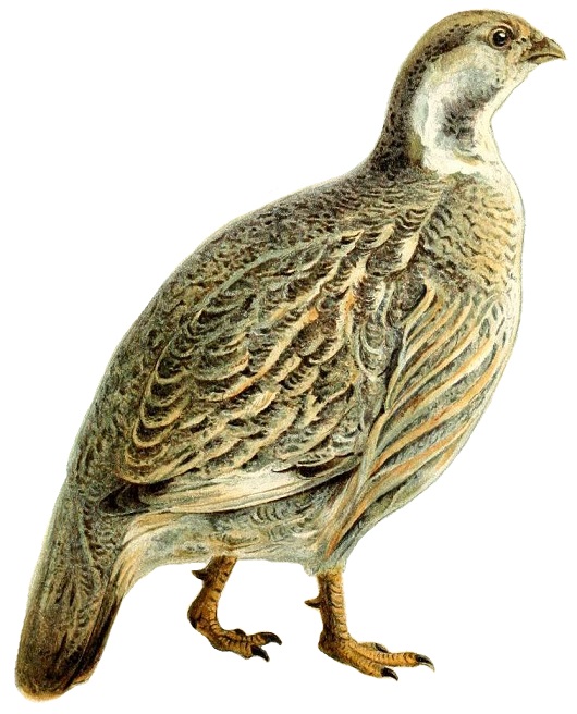Кавказский улар
