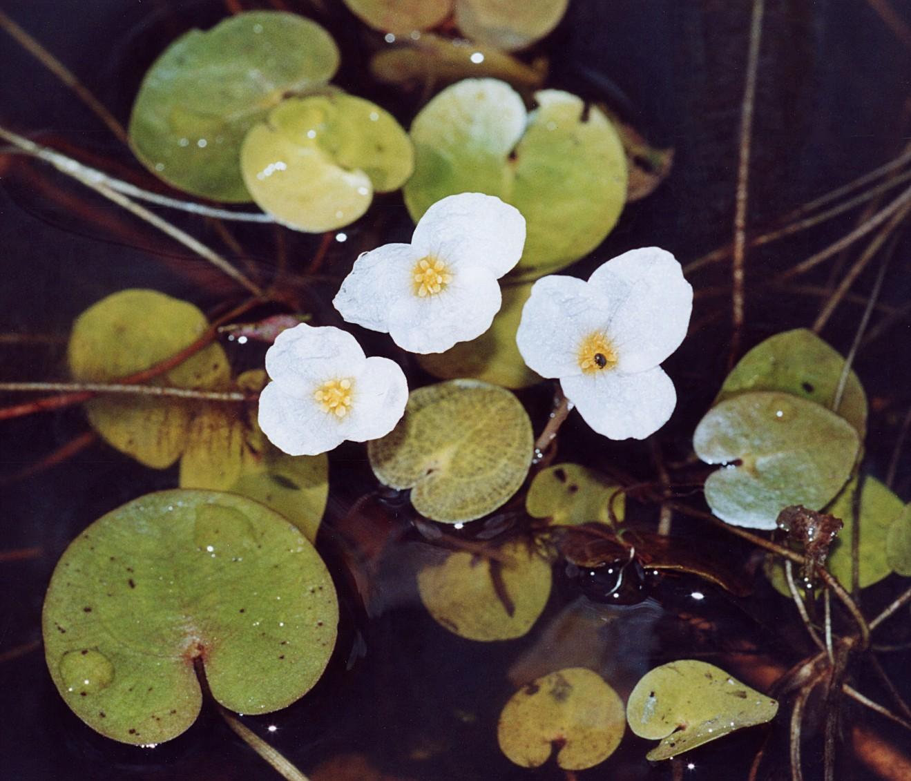 Водокрас лягушачий (Водокрас обыкновенный)