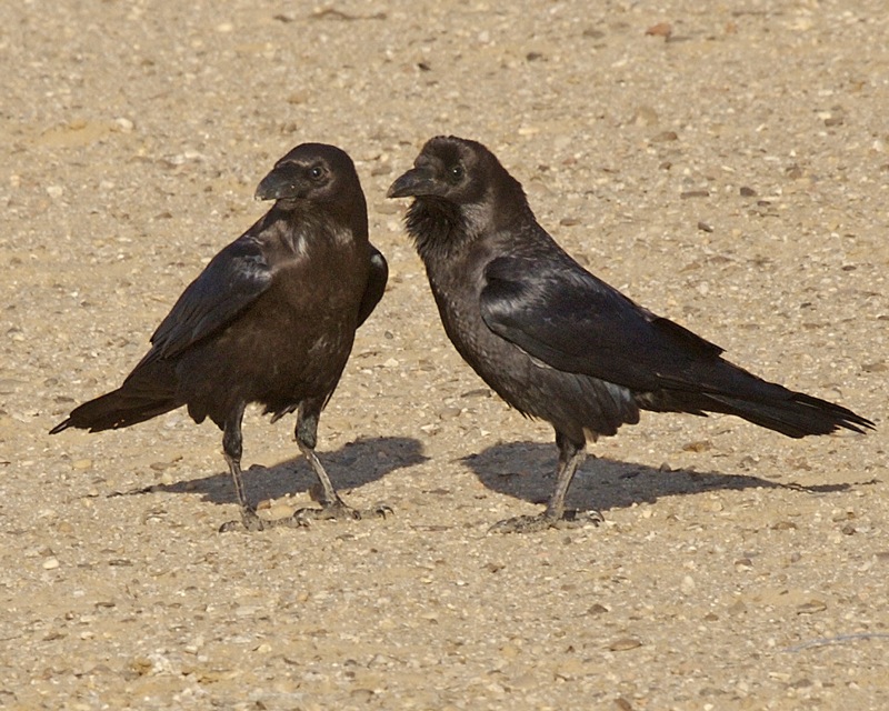 Пустынный ворон