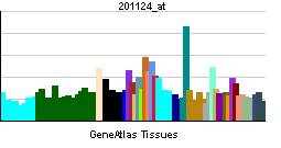 PBB GE ITGB5 201124 at tn.png