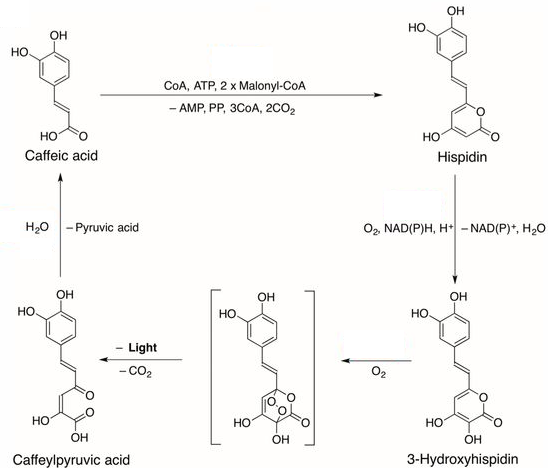 3-Hydroxy-Hispidin-Luciferin.png