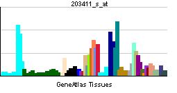PBB GE LMNA 203411 s at tn.png