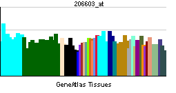 PBB GE SLC2A4 206603 at tn.png