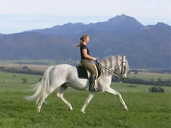 Trot animated.gif
