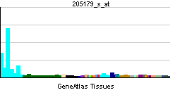 PBB GE ADAM8 205179 s at tn.png