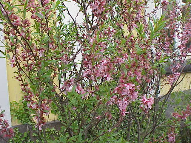 Миндаль степной (низкий)
