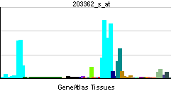 PBB GE MAD2L1 203362 s at tn.png