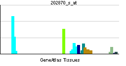 PBB GE CDC20 202870 s at tn.png