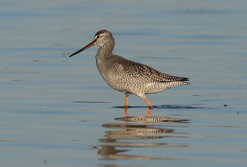 Tringa erythropus