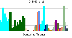 PBB GE CTBP1 213980 s at tn.png