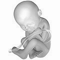 38 недель после зачатия[11]