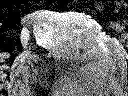 Parrot interlace.gif