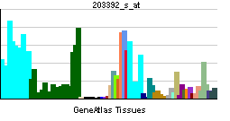 PBB GE CTBP1 203392 s at tn.png