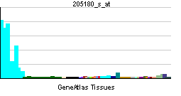 PBB GE ADAM8 205180 s at tn.png